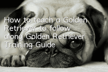 How to teach a Golden Retriever to follow along Golden Retriever Training Guide