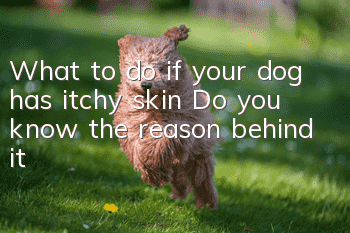 What to do if your dog has itchy skin? Do you know the reason behind it?