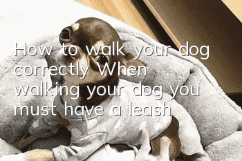 How to walk your dog correctly? When walking your dog, you must have a leash