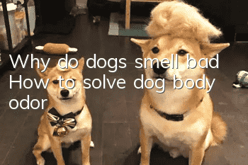 Why do dogs smell bad? How to solve dog body odor