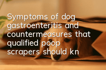 Symptoms of dog gastroenteritis and countermeasures that qualified poop scrapers should know