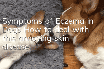 Symptoms of Eczema in Dogs How to deal with this annoying skin disease?