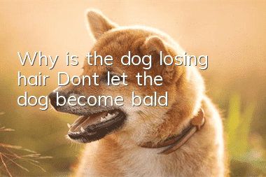 Why is the dog losing hair? Don’t let the dog become “bald”