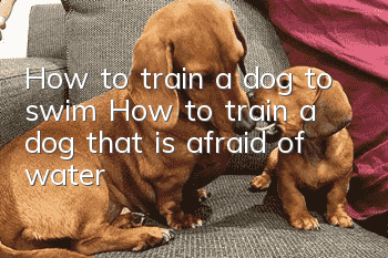 How to train a dog to swim? How to train a dog that is afraid of water?