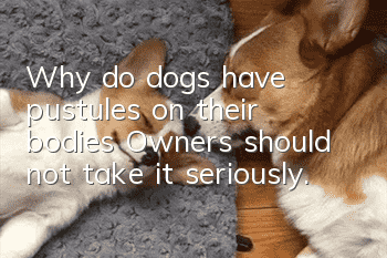 Why do dogs have pustules on their bodies? Owners should not take it seriously.