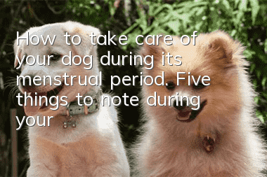 How to take care of your dog during its menstrual period. Five things to note during your dog’s menstrual period.