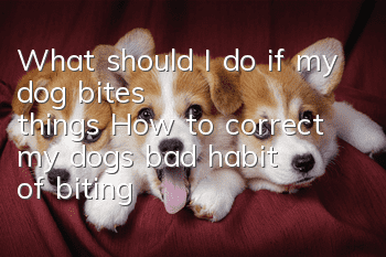 What should I do if my dog ​​bites things? How to correct my dog’s bad habit of biting?