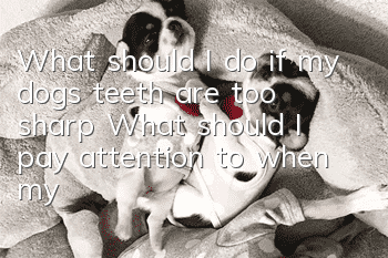 What should I do if my dog’s teeth are too sharp? What should I pay attention to when my dog ​​grinds his teeth?