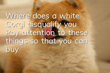 Where does a white Corgi disqualify you? Pay attention to these things so that you can buy an authentic Corgi!