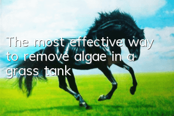 The most effective way to remove algae in a grass tank