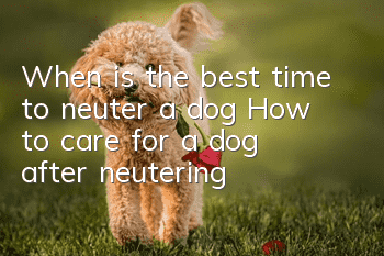 When is the best time to neuter a dog? How to care for a dog after neutering