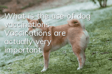 What is the use of dog vaccinations? Vaccinations are actually very important.