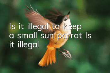 Is it illegal to keep a small sun parrot? Is it illegal?