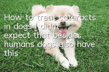 How to treat cataracts in dogs? I didn’t expect that besides humans, dogs also have this disease.