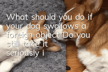 What should you do if your dog swallows a foreign object? Do you still take it seriously if your dog swallows a foreign object?