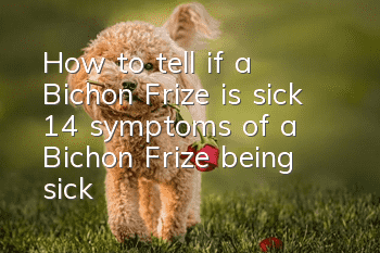 How to tell if a Bichon Frize is sick? 14 symptoms of a Bichon Frize being sick