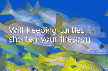 Will keeping turtles shorten your lifespan?