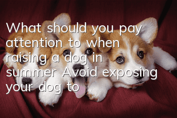 What should you pay attention to when raising a dog in summer? Avoid exposing your dog to the sun in summer