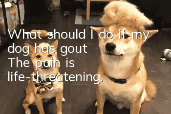 What should I do if my dog has gout? The pain is life-threatening.