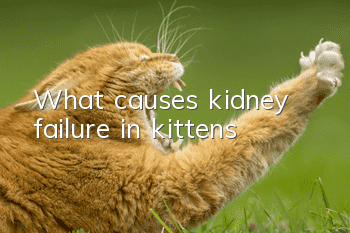What causes kidney failure in kittens?
