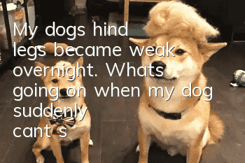 My dog's hind legs became weak overnight. What's going on when my dog suddenly can't stand up?