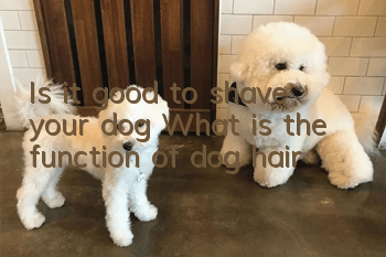 Is it good to shave your dog? What is the function of dog hair?