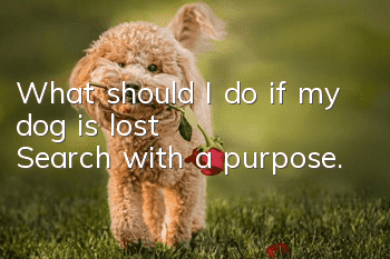 What should I do if my dog is lost? Search with a purpose.