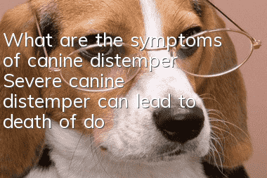 What are the symptoms of canine distemper? Severe canine distemper can lead to death of dogs