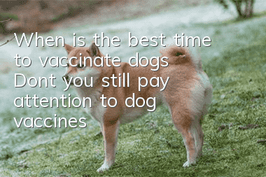 When is the best time to vaccinate dogs? Don’t you still pay attention to dog vaccines?
