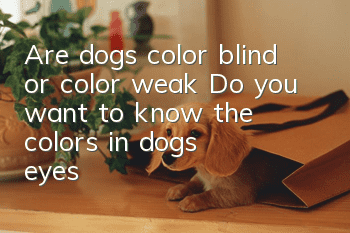 Are dogs color blind or color weak? Do you want to know the colors in dogs’ eyes?