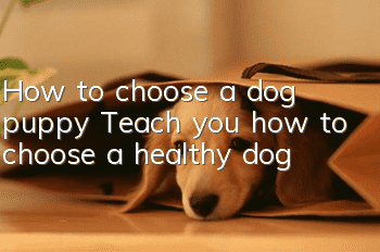 How to choose a dog puppy Teach you how to choose a healthy dog