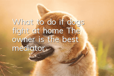 What to do if dogs fight at home? The owner is the best mediator