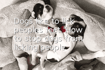 Dogs like to lick people’s feet. How to stop dogs from licking people?