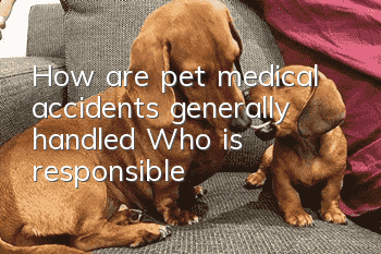 How are pet medical accidents generally handled? Who is responsible?