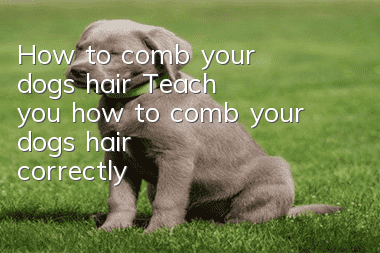 How to comb your dog's hair Teach you how to comb your dog's hair correctly