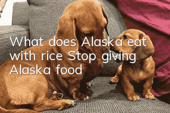 What does Alaska eat with rice? Stop giving Alaska food!