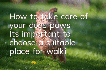 How to take care of your dog’s paws? It’s important to choose a suitable place for walking your dog.