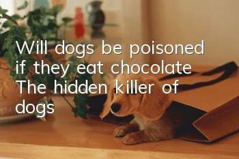 Will dogs be poisoned if they eat chocolate? The hidden killer of dogs