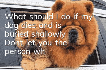 What should I do if my dog dies and is buried shallowly? Don’t let you, the person who pays homage to your dog, also be infected with the disease.