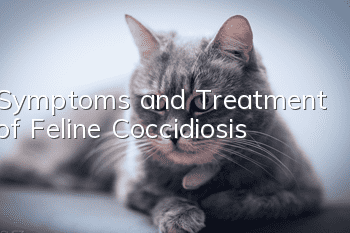 Symptoms and Treatment of Feline Coccidiosis