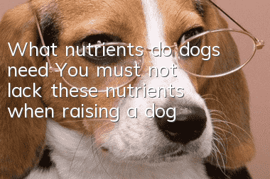 What nutrients do dogs need? You must not lack these nutrients when raising a dog