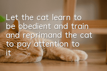 Let the cat learn to be obedient, and train and reprimand the cat to pay attention to it!