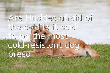 Are Huskies afraid of the cold? Is it said to be the most cold-resistant dog breed?