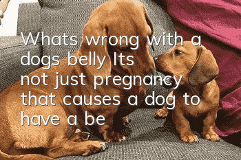 What’s wrong with a dog’s belly? It’s not just pregnancy that causes a dog to have a belly!