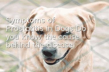Symptoms of Prostatitis in Dogs Do you know the cause behind the disease?