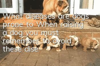 What diseases are dogs prone to? When raising a dog, you must remember to avoid these diseases!
