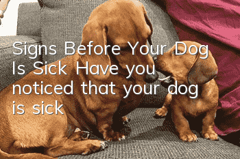 Signs Before Your Dog Is Sick Have you noticed that your dog is sick?