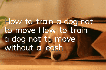 How to train a dog not to move? How to train a dog not to move without a leash?