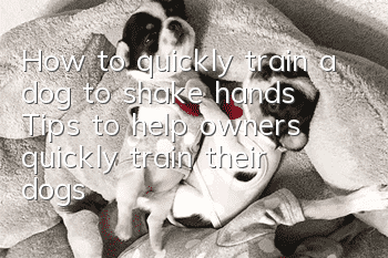 How to quickly train a dog to shake hands Tips to help owners quickly train their dogs