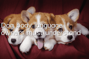 Dog body language owners must understand